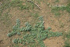 Coldenia procumbens